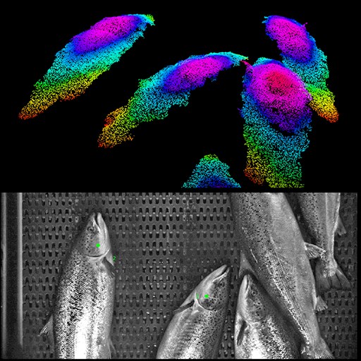 fish vision.png